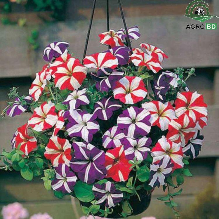 Petunia Flower Seeds পিটুনিয়া বীজ