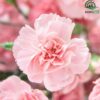 Pink Carnation Flower Seeds গোলাপী কার্নেশন বীজ