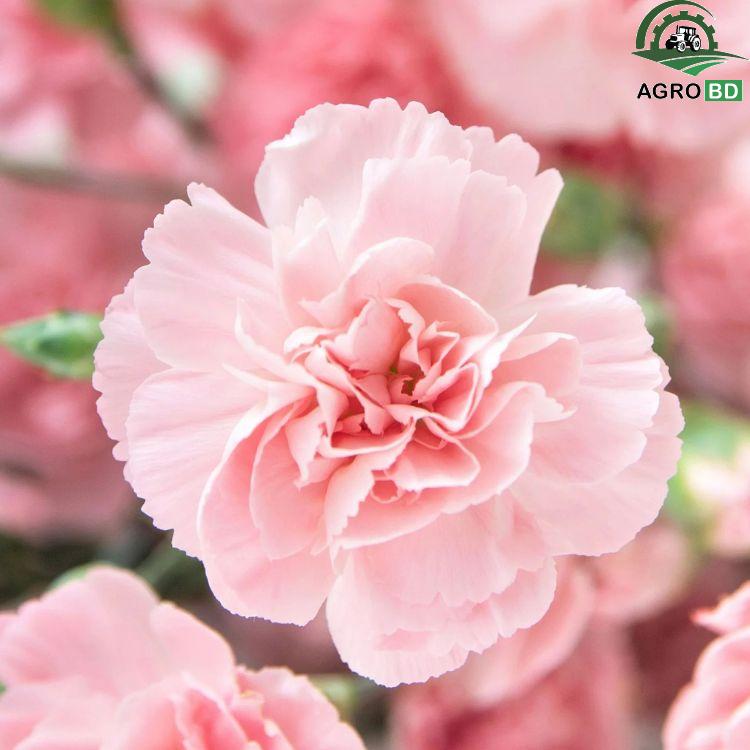 Pink Carnation Flower Seeds গোলাপী কার্নেশন বীজ (1)