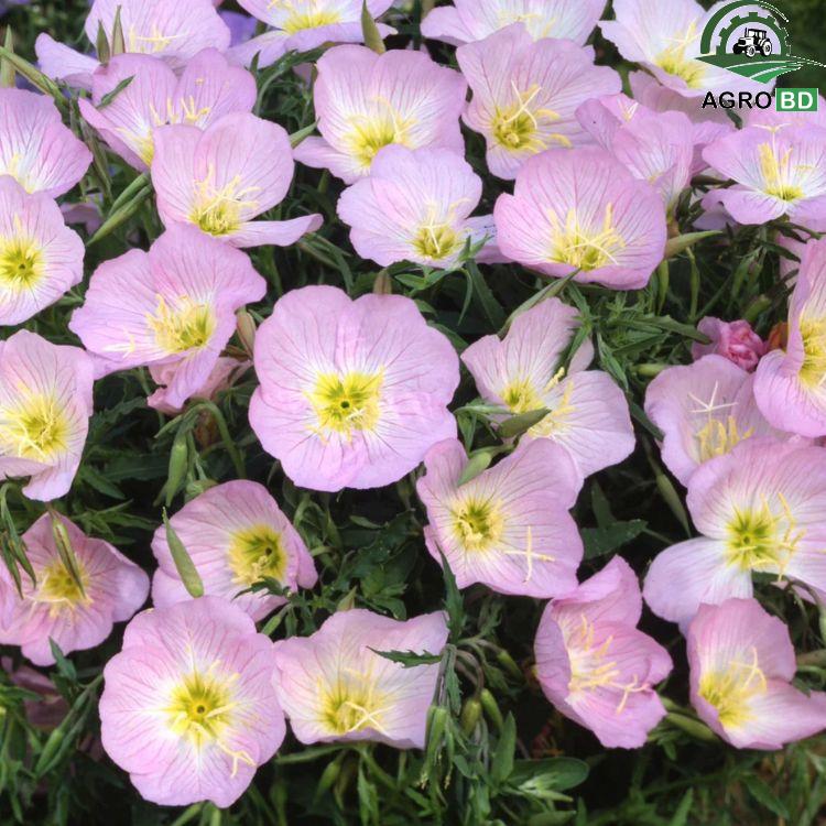 Pink evening primrose Flower Seeds সন্ধ্যাতারা ফুল বা ইভনিং প্রিমরোজ গোলাপি বীজ