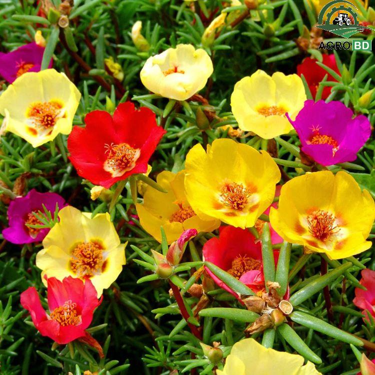 Portulaca Seeds পার্সলেন ১০০০ পিস