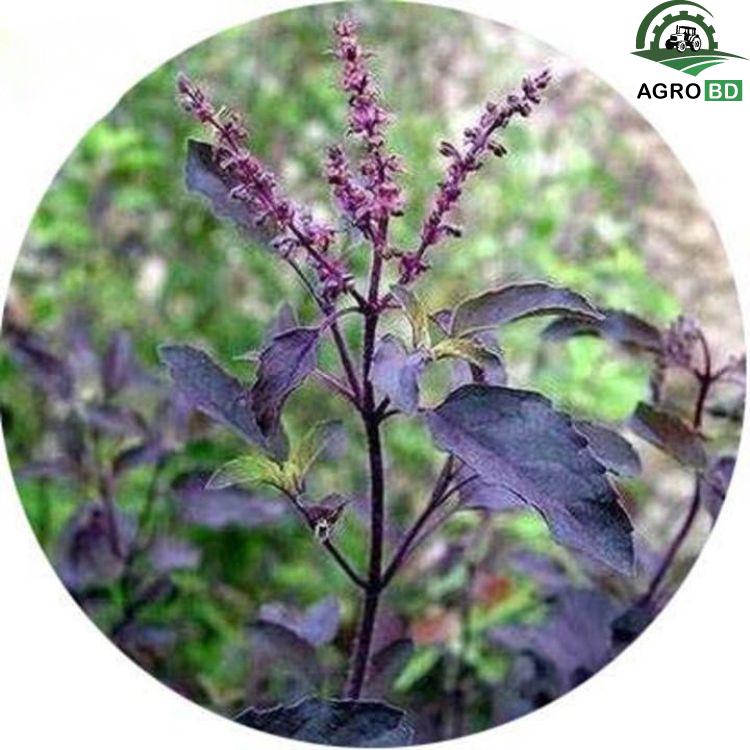 Purple Basil তুলসী বীজ