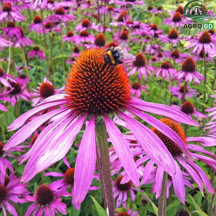 Purple Coneflower Seeds বেগুনি কোনফ্লাওয়ার ফুল বীজ