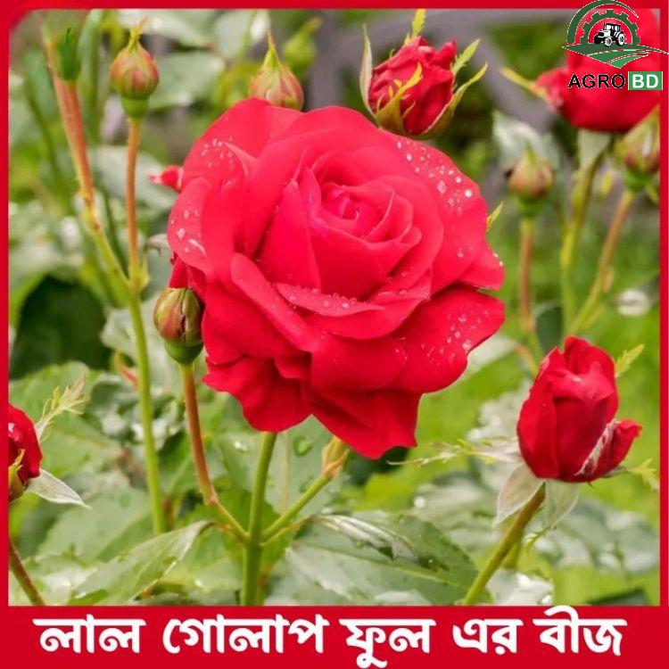 Red Rose Seeds গাঢ় লাল গোলাপ বীজ