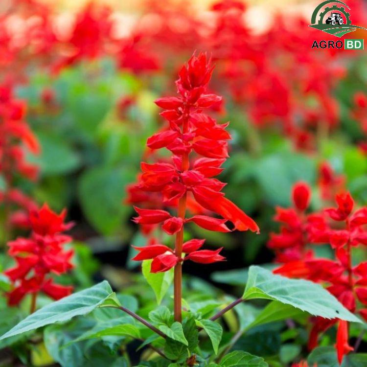 Salvia Flower Seeds স্যালভিয়া ফুলের বীজ