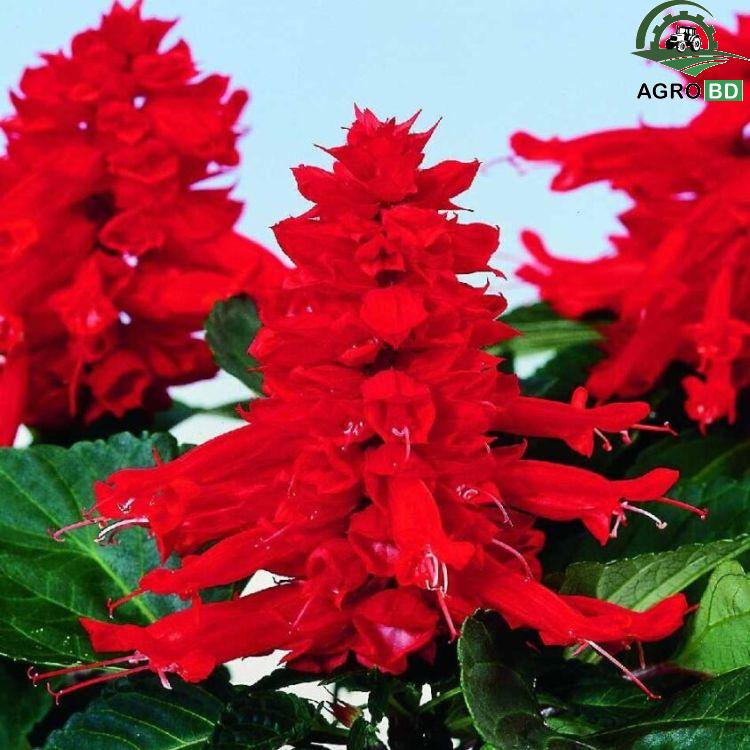 Salvia Splendens Flower Seeds স্যালভিয়া বীজ