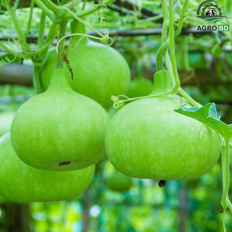 Small Bottle Gourd Seeds ছোট বোতল লাউ