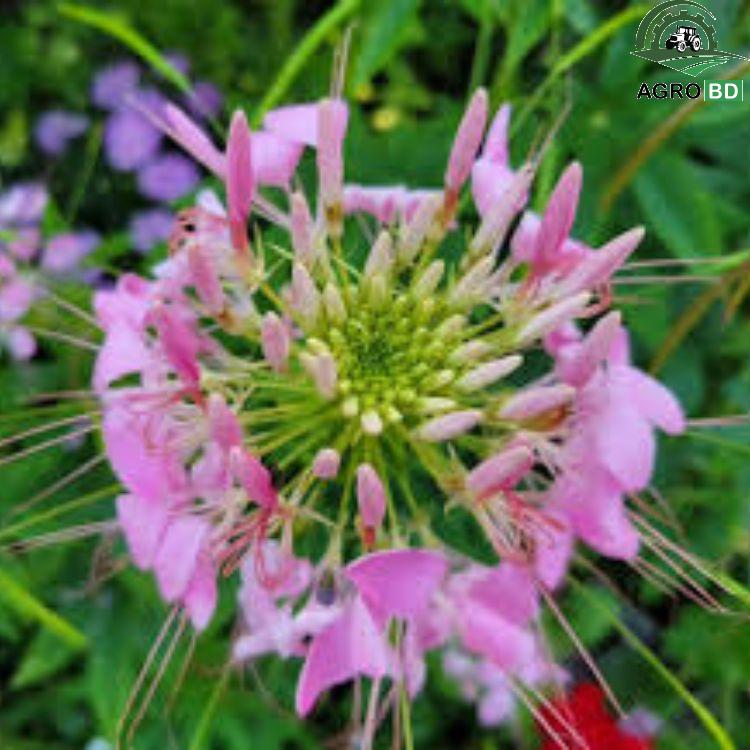 Spider Flower Seeds হুড়হুড়িবা বা পিউম ফুল বীজ
