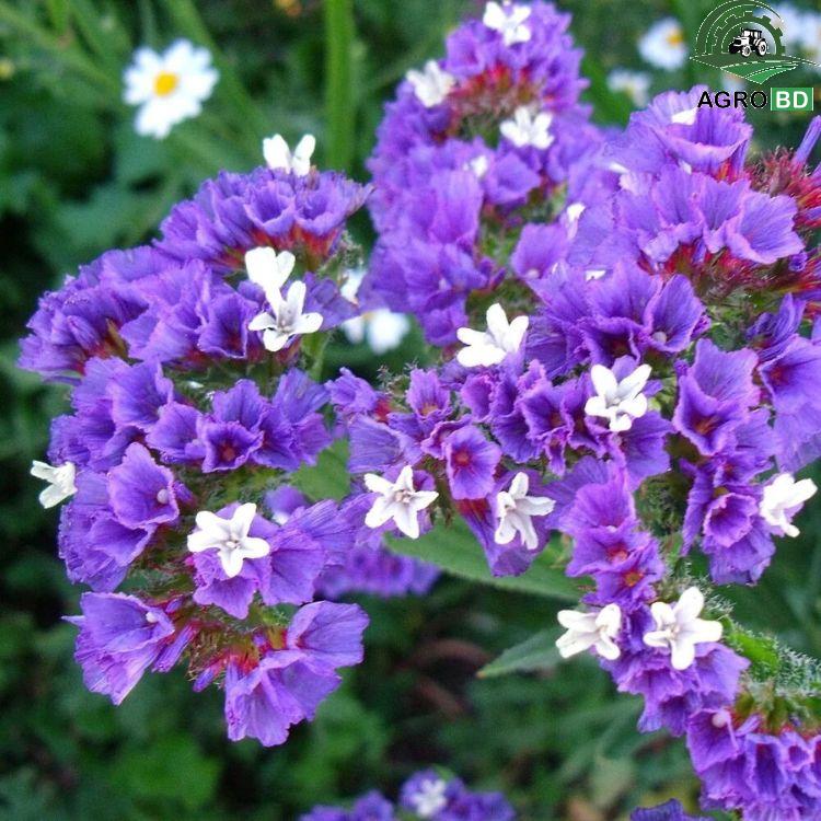 Statice or Sea Lavender Flower Seeds স্ট্যাটিস বা সি ল্যাভেন্ডার ফুলের বীজ 522