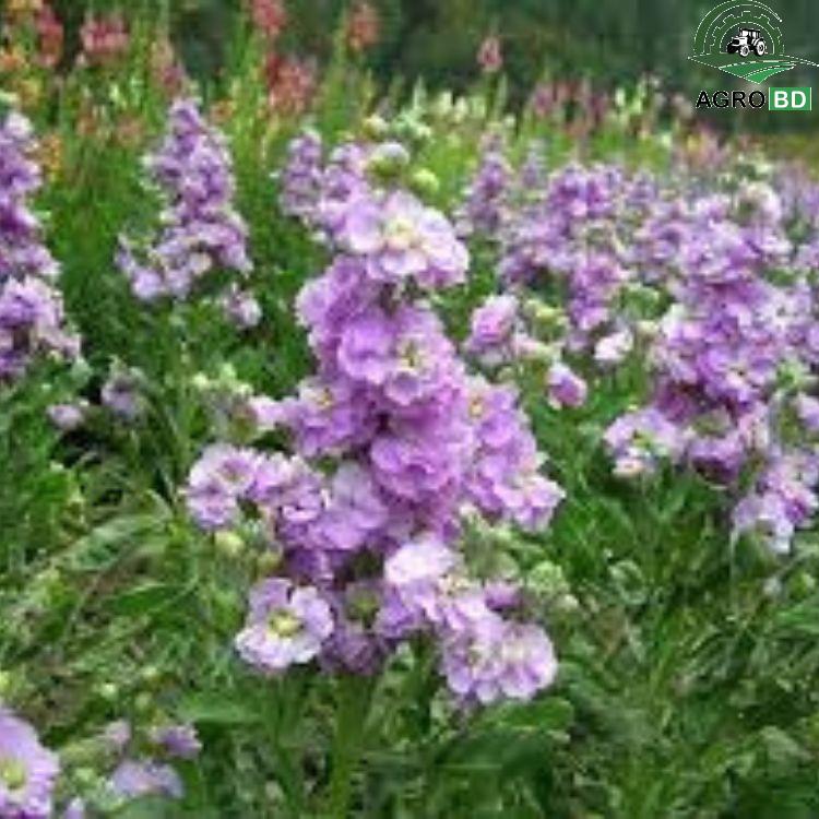 Stock Flower Seeds স্টক ফুল বা ম্যাথিওলা ফুলের বীজ