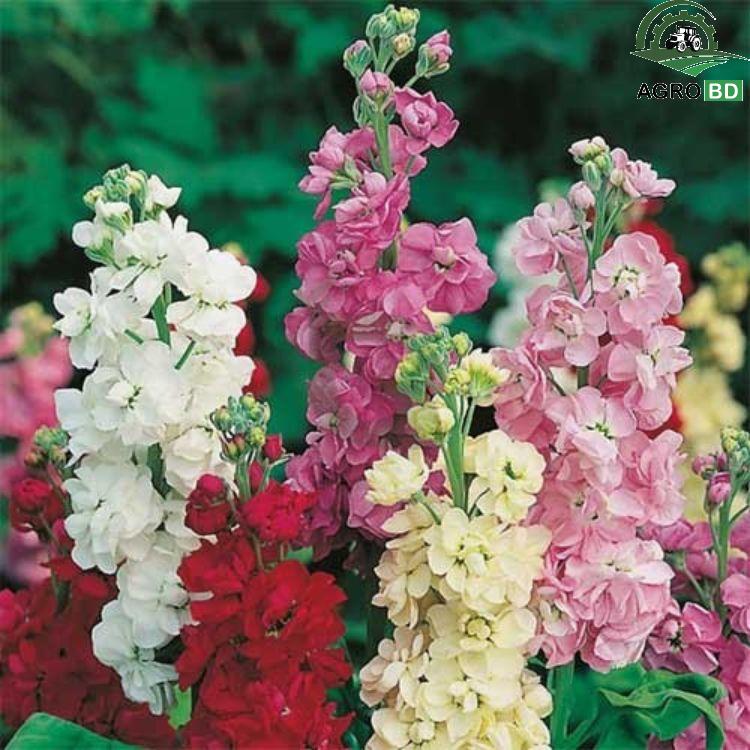 Stock Matthiola ডাবল স্টক বীজ