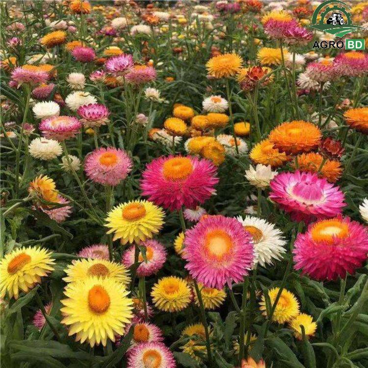 Strawflower Seeds স্ট্র-ফ্লাওয়ার বীজ
