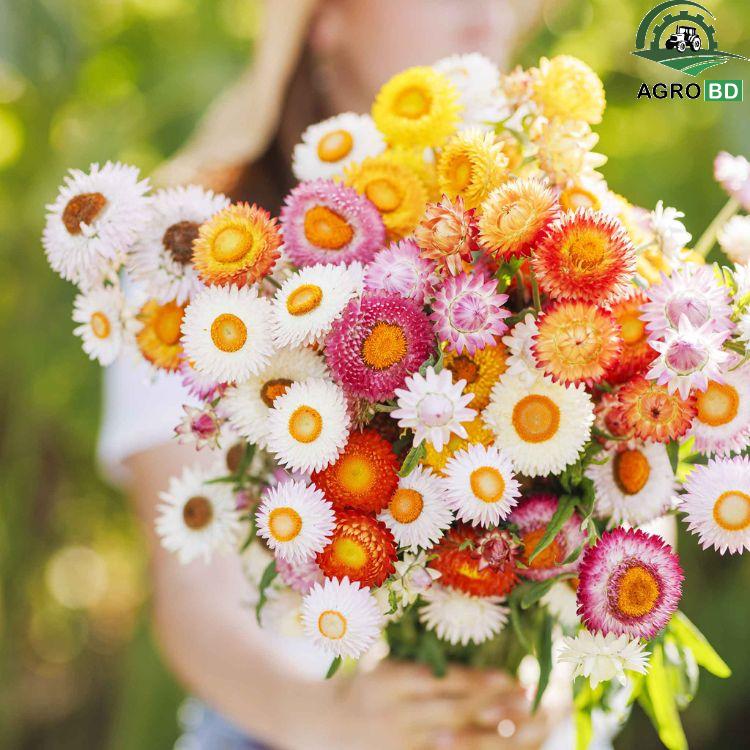 Strawflower Seeds স্ট্র হিলি বীজ