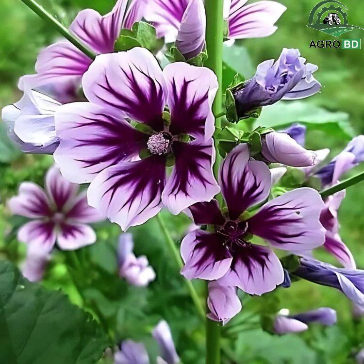 Striped Purple Mallow Flower Seeds ডোরাকাটা ম্যালো ফুলের বীজ