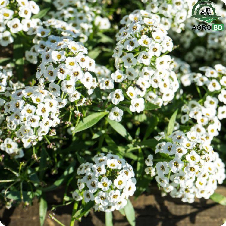 Sweet Alyssum Flower Seeds সুইট অ্যালিসাম ফুলের বীজ