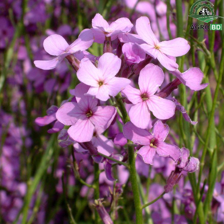 Sweet Dame's Rocket Flower Seeds সুইট ডেম'স রকেট ফুলের বীজ