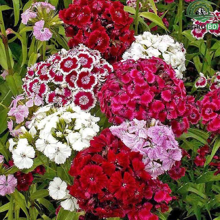 Sweet William Flower Seeds সুইট উইলিয়াম বীজ