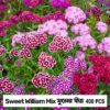 Sweet William Flower Seeds সুইট উইলিয়াম বীজ