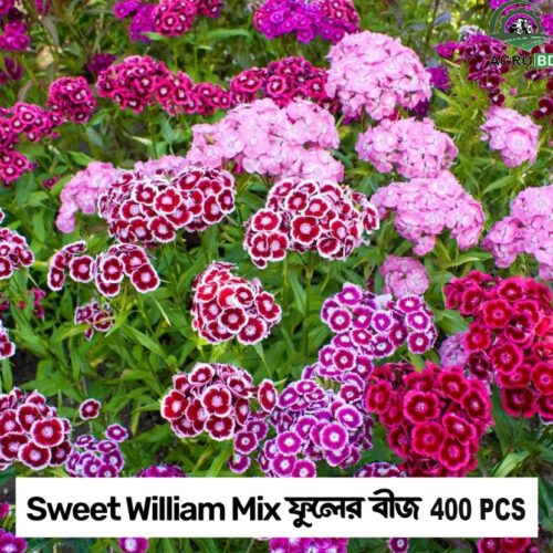 Sweet William Flower Seeds সুইট উইলিয়াম বীজ