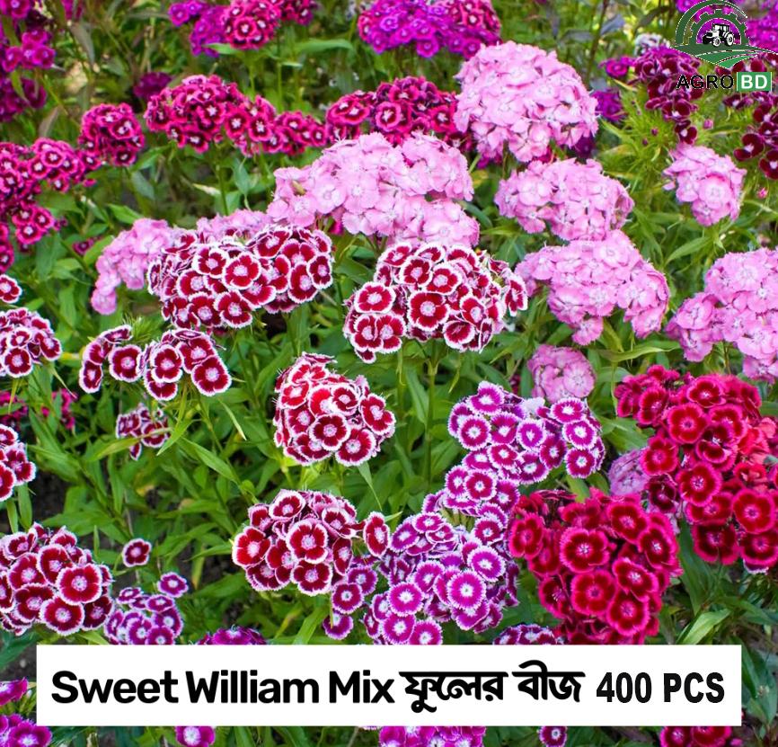 Sweet William Flower Seeds সুইট উইলিয়াম বীজ