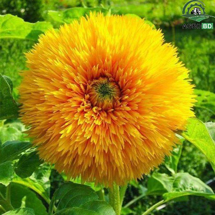 Teddy Bear sunflower Seeds টেডি বেয়ার সূর্যমুখী বীজ
