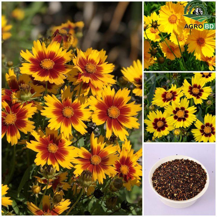Tickseed Daisy or Coreopsis Seeds টিকসিড ডেইজি বা করিওপসিস বীজ