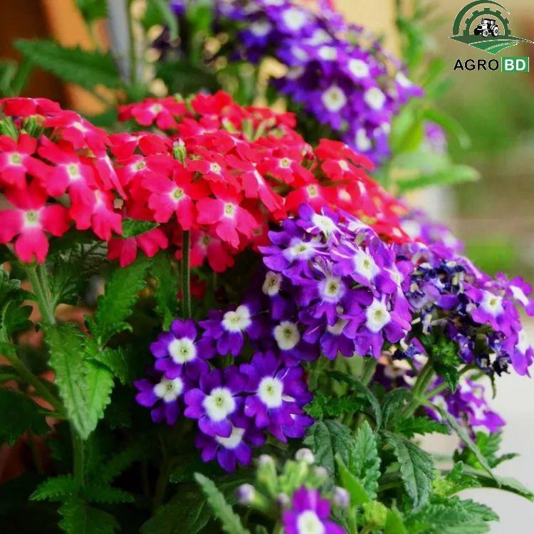 Verbena Flower Seeds ভারবেনা ফুলের বীজ