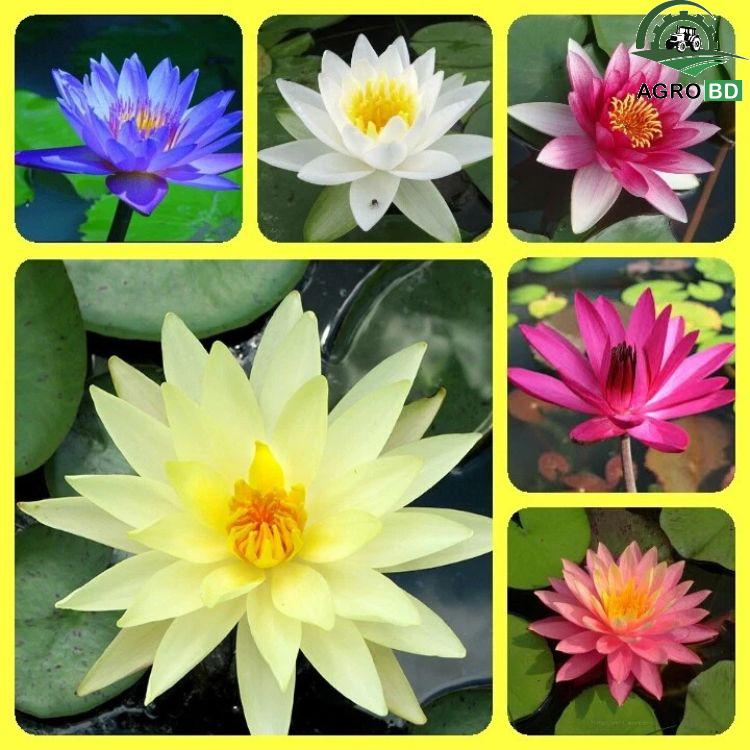 Water Lily Seeds শাপলা বীজ