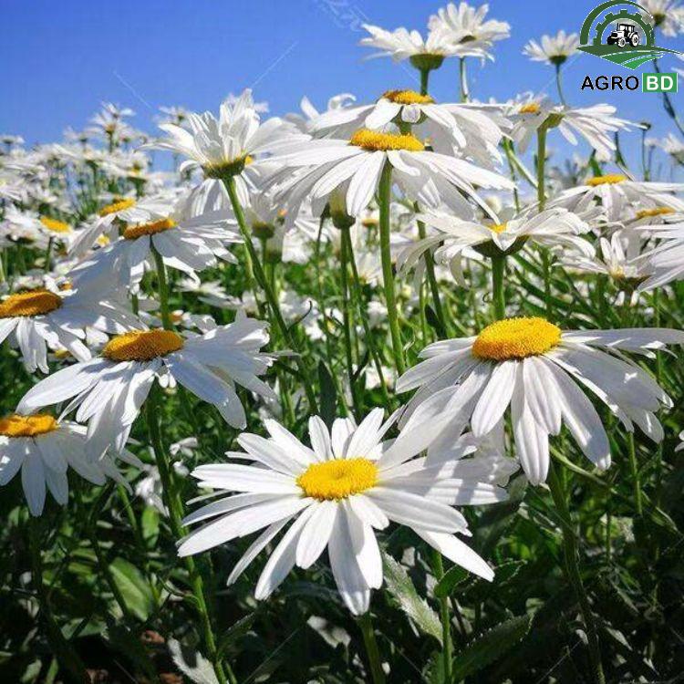 White Daisy Seeds সাদা ডেইজি বীজ