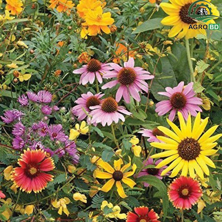 Wildflower Mix 20+ Varieties ওয়াইল্ডফ্লাওয়ার মিক্স বীজ