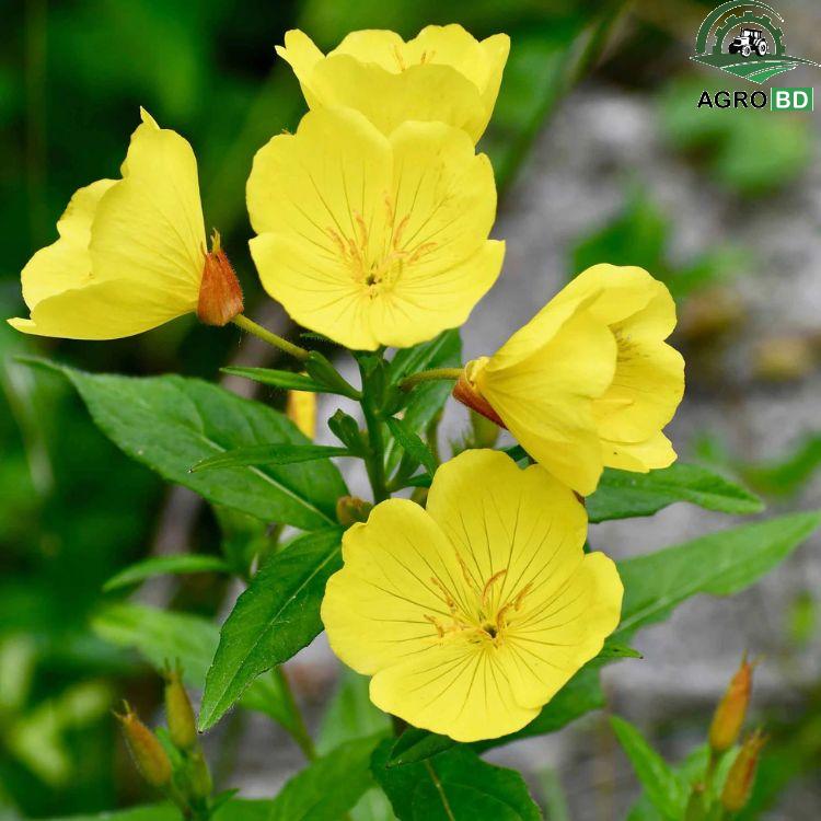 Yellow Evening Primrose সন্ধামালতী হলুদ