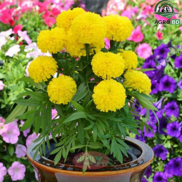 Yellow Marigold Flower Seeds হলুদ গাঁদা ফুল বীজ (1)