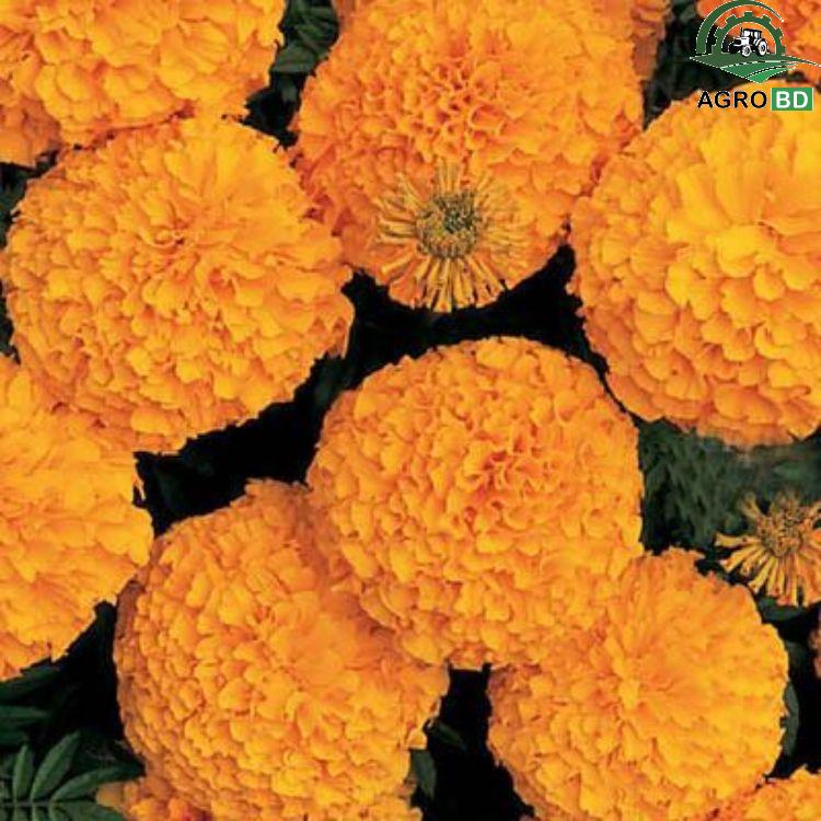Orange Marigold Flower Seeds কমলা গাঁদা ফুল বীজ - Image 2